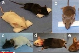 「ネズミはもういい、次はサル」…迫る霊長類の頭部移植手術＝中国の画像1