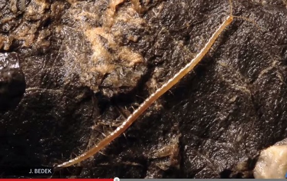 地獄の新種ムカデ「ペルセフォネ」 ― 地下1,392mの洞窟で発見されるの画像1