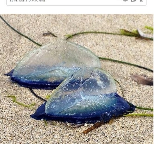 まるでガラス細工！　海岸に漂着する謎の生物「カツオノカンムリ」が美しすぎる！の画像1