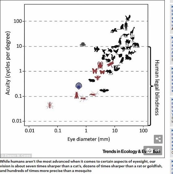 猫、ネズミ、金魚、ハエ、蚊には世界はこう見えている！ 人間以外の視界はこんな感じだった！の画像1