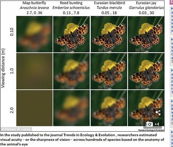 猫、ネズミ、金魚、ハエ、蚊には世界はこう見えている！ 人間以外の視界はこんな感じだった！の画像2