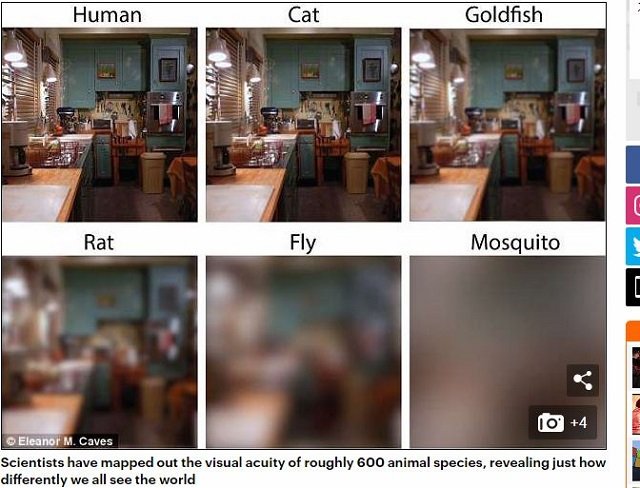 猫、ネズミ、金魚、ハエ、蚊には世界はこう見えている！ 人間以外の視界はこんな感じだった！の画像3