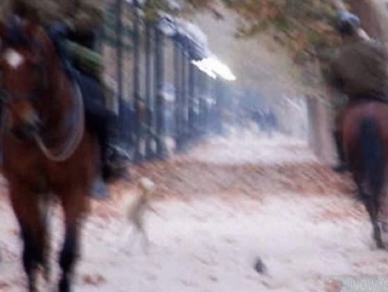 ヒョコヒョコ歩く「完全なる宇宙人」が国有林で激写される？無言貫く政府に深まる疑惑＝チリの画像2