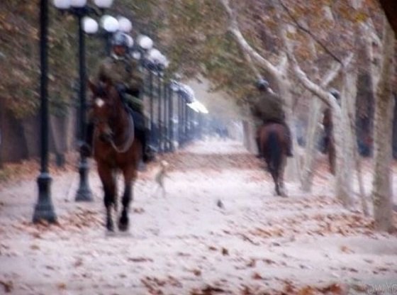 ヒョコヒョコ歩く「完全なる宇宙人」が国有林で激写される？無言貫く政府に深まる疑惑＝チリの画像3