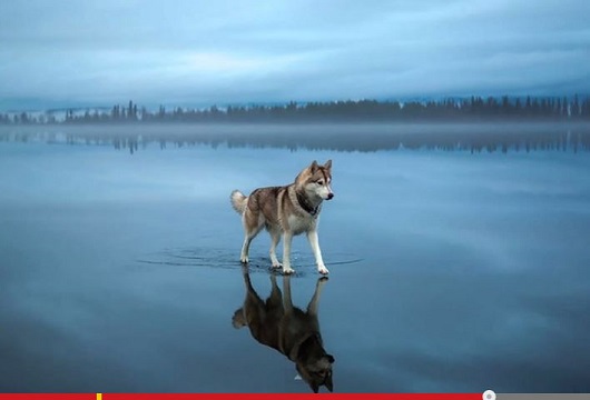 湖の水面を歩くハスキー犬？世界中に拡散された奇跡の写真の画像1