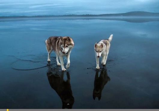 湖の水面を歩くハスキー犬？世界中に拡散された奇跡の写真の画像2