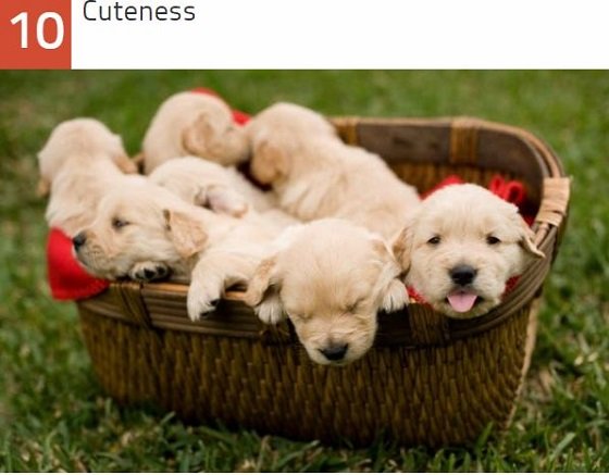 Wikipediaで勃発した歴史的編集合戦ベスト10！ アラスカ州チキン村から牛チョップまで…！の画像1