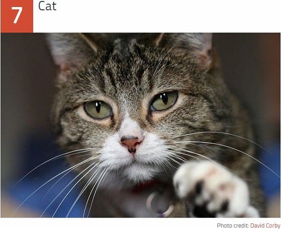 Wikipediaで勃発した歴史的編集合戦ベスト10！ アラスカ州チキン村から牛チョップまで…！の画像4