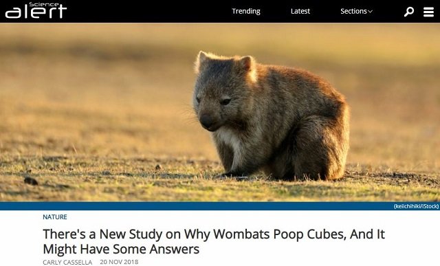 ウォンバットがサイコロ状のウンコをする謎がついに解明！ クソが四角ならば… 唯一無二の脱糞パワーに研究者驚愕の画像1