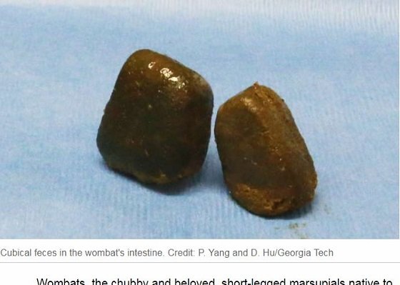ウォンバットがサイコロ状のウンコをする謎がついに解明！ クソが四角ならば… 唯一無二の脱糞パワーに研究者驚愕の画像2