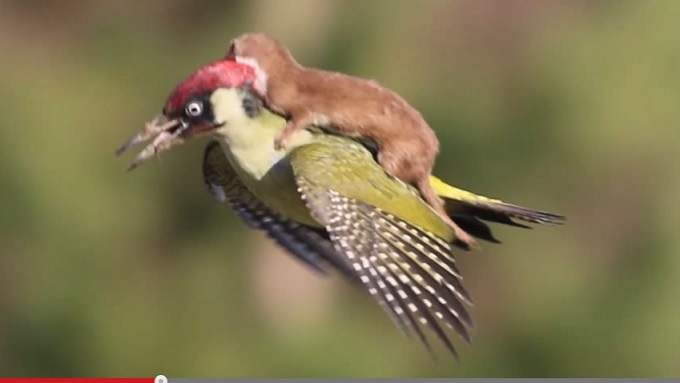 鳥の背中に乗って空を飛ぶイタチが可愛すぎる!!の画像1