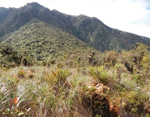 地震前の「動物の異常行動」が遂に解明？ 地震を予知する超高感度生物もわかった？の画像1