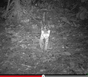 地震前の「動物の異常行動」が遂に解明？ 地震を予知する超高感度生物もわかった？の画像2