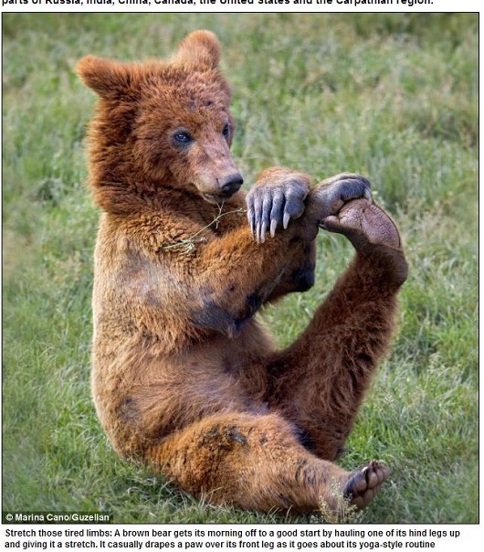 ヨガする熊!?「完全に熟練者の動き」でインストラクターも驚愕!!＝スペインの画像1