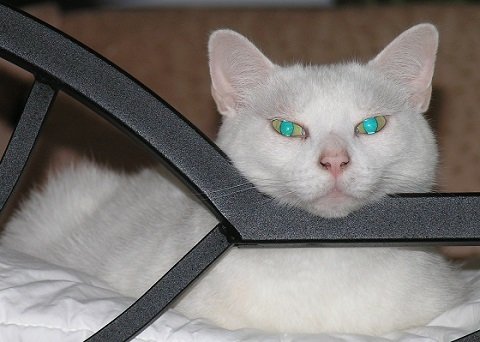 「シュレーディンガーの猫」、箱を開けなければ不老不死だった！ 「量子ゼノ効果」の謎すぎる実験結果が証明！の画像2