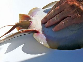 世にも珍しいエイの出産動画!! 想像を遥かに超える、誕生の瞬間とは？