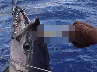 ツノが生えたマグロ「ツニコーン」が釣れた!? しかし、直後に悲劇が……。
