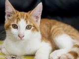 謎のネコ集団失踪事件、突然消えた221匹! 犬の餌にされている可能性も?