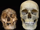 ホビット? ダウン症? 身長1m、高度な知能を持った1万7千年前の人骨の謎!