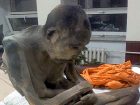 永遠に瞑想する仏教僧のミイラが発見される！＝モンゴル
