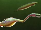 3億年前に海底で生きていた奇妙すぎるイキモノ「タリーモンスター」の想像を絶する姿が最新技術によって判明!