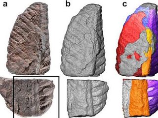 謎の生命「ランゲオモルフ」とは!?動物でも植物でもない先カンブリア紀の深海を支配した“エイリアン”の正体は？