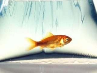 寒い部屋で金魚を飼えば、水槽の水がビールになる!? 体内で酒を作りだす金魚のメカニズムを理学博士が徹底解説！