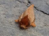 【衝撃】頭部は犬で躰は毛虫…超奇妙なエイリアン生物が激写される! キモすぎる動きと形に全世界騒然、研究者もコメント!