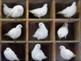 科学で解明できない「未知の繋がり」が発見される! 鳩の巣原理を覆した量子の性質とは?