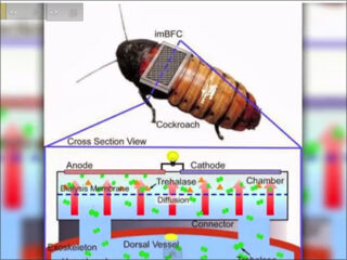 大量のゴキブリをサイボーグ化→環境汚染から人間を守らせるプランが進行中！