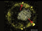 「純金のウンコ」をする微生物の仕組みがついに解明! “バイオ錬金術”で海水も金になる!?