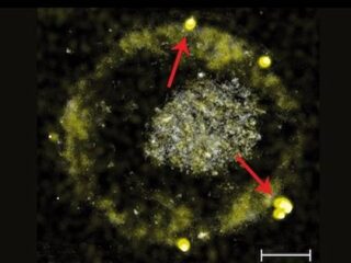 「純金のウンコ」をする微生物の仕組みがついに解明！ “バイオ錬金術”で海水も金になる!?