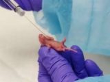 中絶胎児をマウスに融合「ヒト化ネズミ」爆誕へ! 恐怖のフランケンシュタイン実験が米国で進行中!