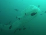 【衝撃動画】海中を漂う“超巨大コンドーム生物”出現! 熟練ダイバーも驚愕、ついに伝説のUMAシーサーペント発見か!?