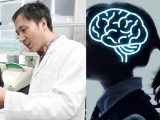 【緊急速報】中国の遺伝子編集ベビー「天才」になっている可能性が発覚!「CCR5」編集が脳に影響、科学者の策略か!?