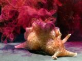 【衝撃】ついに「記憶の移植」に成功! UCLAがアメフラシで実験、人間に適用される日も近い!