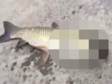 「魚とイルカのハーフ生物」が打ち上げられる! 理学博士も困惑、妖怪「アマビエ」の可能性も!?=中国