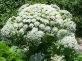 【警告】触れると火傷・失明する危険な“巨大植物”が欧米で勢力拡大中! ゾッとするほど怖い毒性、日本侵入の危険は?
