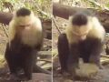 パナマのサルが石器時代に突入したことが最新研究で判明！ まるで初期の人類…動画が可愛すぎる！