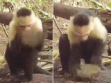 【衝撃】パナマのサルが石器時代に突入したことが最新研究で判明! まるで初期の人類…動画が可愛すぎる!