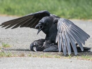 カラスに“屍姦癖”があることが発覚！ 変態ガラスによるネクロフィリアの決定的瞬間が多数激撮される