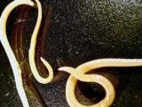 永久凍土で4万2000年も氷漬けだった虫がマジで復活! 人体の冷凍保存研究にも劇的進歩、しかし世界滅亡の危険も!