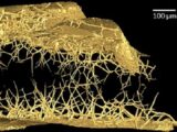 エイリアンは“宝石の中”に潜んでいる!? ガーネットの中に「謎の生物」によるトンネル構造があった!