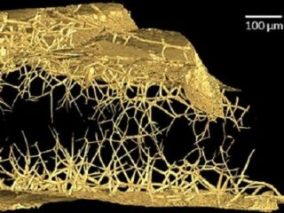 エイリアンは“宝石の中”に潜んでいる!? ガーネットの中に「謎の生物」によるトンネル構造があった！