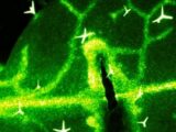【衝撃】植物も“痛み”を感じている可能性が浮上!  植物を殺して食べる行為は残酷か…最新研究から考察!