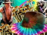「大麻に続き、LSDやMDMAも10年後には解禁される」サイケデリック・インディ・ジョーンズと呼ばれる学者が主張!