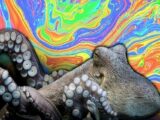 【ガチ】タコがMDMAをキメるとタコウ感で「ラブ&ピース」になることが判明! 人間とタコの脳は同じだった!?(最新研究)