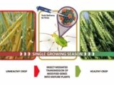 「ついに米軍が“昆虫”を生物兵器に使いそう」学者が告発! 運び屋の虫が病気をバラまき遺伝子強制変換… 影響は未知数!?