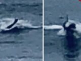 米ビーチで謎すぎる「人間モンスター」が撮影される! 人魚か、人間型UMAか…サーファーも驚愕