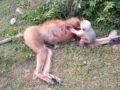 車に轢かれた母ザルの死体にしがみつき、蘇らせようとする子ザル！ 母の血を浴び、悲痛な声を上げ…心が張り裂ける映像に全世界が涙！